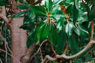 Parlak yeşil, pürüzsüz ve parlak yapraklar. Doğanın kaliteli bir fotoğrafı. Tropikal yağmur ormanları parkında manolya ağacı. Yapraklar ve dallar.