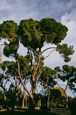Ormandaki İspanyol çamları ya da yazın parkta. Yaz mevsiminde uzun yeşil dallı ağaçlar. Akdeniz manzaralı bir yer. Parkland 'ın dikey fotoğrafı