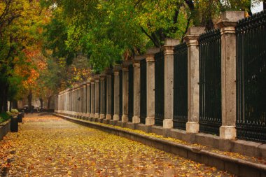 Sonbaharda sonbahar caddesi. Şehir parkında antik bir metal çit, sonbahar mevsiminde botanik bahçesi. Metal işlemeli antik beton kapı.. 