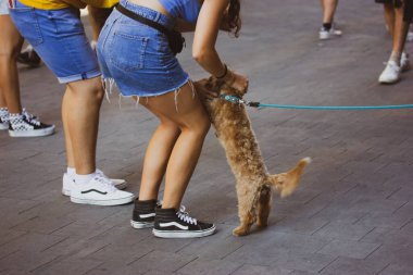 Madrid, İspanya 7 Mayıs 2024 Bir genç kadın küçük köpeğini şehir caddesinde tutuyor, şefkat gösteriyor. Diğer insanlar ve yoldan geçenler yakınlarda görülebilir..