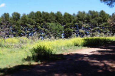 Açık, mavi gökyüzünün altındaki yeşil, yoğun ağaçların manzarası. Bereketli arazi vahşi doğayı keşfetmeye davet ediyor. Doğal manzara manzarası.