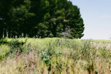 Açık, mavi gökyüzünün altındaki yeşil, yoğun ağaçların manzarası. Bereketli arazi vahşi doğayı keşfetmeye davet ediyor. Doğal manzara manzarası.