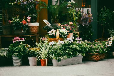 Çiçekçinin önünde canlı bir çiçek ve saksı sergisi yemyeşil ve çeşitli çiçeklerle dolu bir karşılama sahnesi yaratıyor.