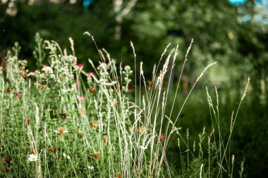 Canlı kır çiçekleri ve otların bulunduğu pitoresk bir çayır sahnesi, doğal ve huzurlu bir ortam yaratıyor. Çiçekli, uzun çimenli, güneşli çayır. 