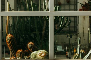 Cam duvarlı bir serada çeşitli kaktüsler gelişiyor, pencere camlarıyla çerçevelenmiş, içerideki doğal dünyaya bir bakış sağlıyor. Cam sera..