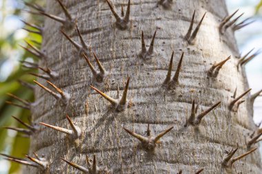Keskin dikenlerle kaplı bir ağaç gövdesi koruyucu dış görünüşünü sergiliyor. Kabuğun desenli bir yüzeyi var. Ağaç doğal bir ortamda yetişir..