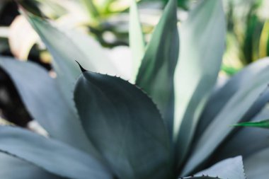 Keskin kenarları ve dokulu mavi yaprakları olan agave bitkisi. Işık ve gölge oyunu doğal güzelliği arttırır. Güneş ışığında desenli yapraklar.
