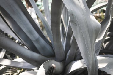 Keskin kenarları ve dokulu mavi yaprakları olan agave bitkisi. Işık ve gölge oyunu doğal güzelliği arttırır. Güneş ışığında desenli yapraklar.