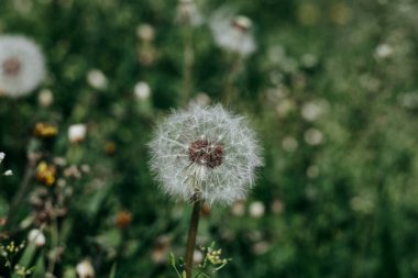 Değişik aşamalarda bir karahindiba tarlası çiçek açmaktan parktaki tohum başlarına ve bahçedeki tohum başlarına kadar. Yeşil çimenler güzel bitkileri ve kabarık çiçekleri kaplar.