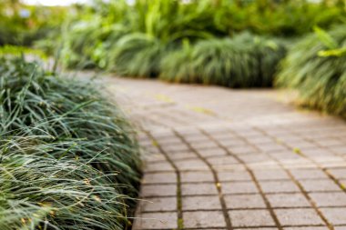 Serin bir bahçede yemyeşil bir yolda taş bir patika esiyor. Yeşil bitkiler ve çalılar yolu yumuşak ışık ve gölgelerle kuşatıyorlar. Seçici odak.