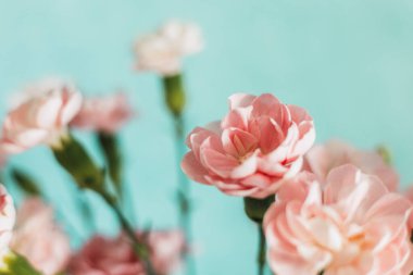 Yumuşak, sakin, turkuaz bir zemin üzerine kurulmuş narin pembe karanfil buketi çiçek açar. Çiçekler bir bahar güzelliği hissi verir..