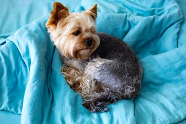 Büyüleyici bir Yorkshire teriyeri, mavi bir battaniyenin üzerinde rahatça uzanır, esniyor. Şirin köpek evdeki huzurlu ortamda rahat ve memnun görünüyor.