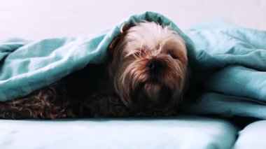 Şirin bir Yorkshire teriyeri mavi yumuşak bir battaniyenin altında saklanır. Samimi sahne rahatlık ve rahatlama hissi uyandırıyor. Gündüz vakti yatakta dinlenen bir köpek..