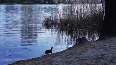 Huzurlu bir manzara, bir kuşun huzur içinde yüzdüğü bir gölde ortaya çıkar. Sakin bir su ve sakin doğal bir manzara. Sakin sularda yüzen siyah bir kuş.