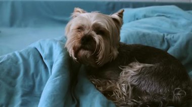 Rahat bir Yorkshire teriyeri, rahat bir şekilde yumuşak, mavi bir yatakta dinlenir, rahat çarşaflarla çevrili. Bu samimi anda bir köpek mutlu ve uykulu görünür.