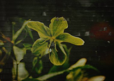 Yakın plan çekimde, kontrastlık ve derinlik açısından koyu bir zemin üzerine kurulmuş sarı ve yeşil yapraklı eşsiz bir çiçek yer alıyor. Çiçekli sanat eserleri.