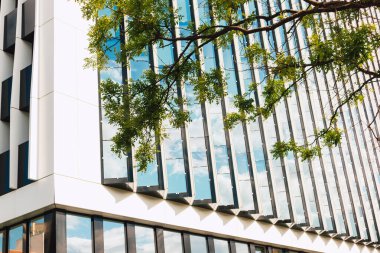 Yeşil ağacı olan modern bir ofis binasının kentsel manzarası. Yansıtıcı pencereleri ve ön planda yeşil bir ağacı olan bir ev. Şehir manzarası görünümü.