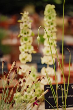 Yeşil saplı ve tomurcuklu Allium çiçekleri. Botanik bahçesi ortamında çiçek yetişiyor. Tesisin hassas ayrıntıları üzerinde yoğunlaşıyoruz.. 