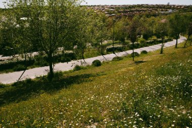 Yürüyen yolları ve çiçek açan kır çiçekleriyle dolu bir parkın manzarası. Bereketli yeşil ağaçlar ve uzak bir yerleşim alanı doğal güzelliğe katkı sağlar..