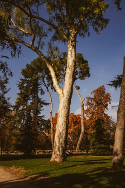 Park sahnesinde uzun bir okaliptüs ağacı, kabuğu mavi gökyüzü ve diğer ağaçlarla çelişiyor. Çimenler huzur katar.