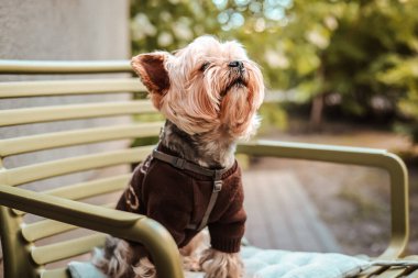 Kahverengi kazaklı, rüya gibi gururlu Yorkshire Terrier köpeği yeşil bir bankta yatıyor. Büyüleyici bir Yorkie köpeği sabırla kafedeki yeşil bankta oturur..