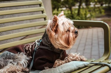Büyüleyici bir Yorkshire Teriyeri şık bir süveter giyer, parkta güneşlenir, şirin bir Yorkie köpeği bankta oturur, bahar gününün tadını çıkarır.