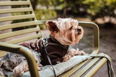 Büyüleyici bir Yorkshire Teriyeri şık bir süveter giyer, parkta güneşlenir, şirin bir Yorkie köpeği bankta oturur, bahar gününün tadını çıkarır.