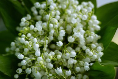 Vadi çiçeklerinin zambaklarının güzel bir çiçek düzenlemesi, el değmemiş güzelliklerini sergiliyor. Yukarıdan güzel bir buketin yakın çekimi.. 