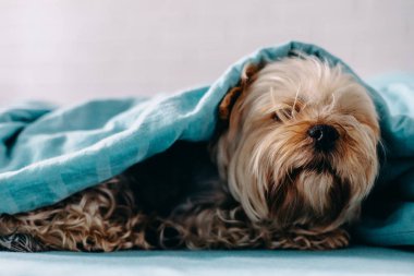 Sıcak ve rahat atmosferde yumuşak mavi bir battaniyenin altında küçük Yorkshire teriyeli bir köpekle samimi bir sahne. Köpek rahat ve uykulu görünüyor.