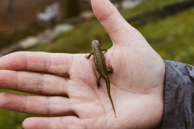 Küçük, canlı bir semender, açık bir insan elinin üzerinde, doğa yaratıklarının güzelliklerini açık bir ortamda sergiliyor. İnsanlar ve vahşi hayvanlar.