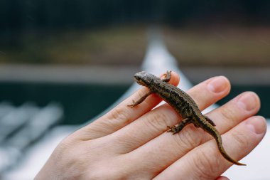 Küçük bir kertenkele insan elinin üzerinde nazikçe durur, açık havada bulanık mavi bir arka planla yakalanır. Detaylar yaratığın dokulu cildini vurguluyor..