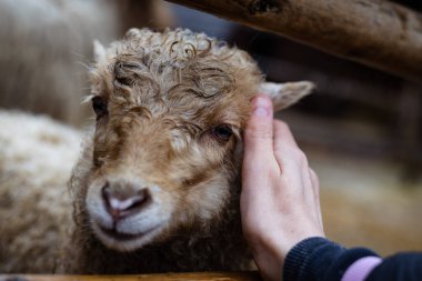 Koyun kafasını okşayan bir el arasındaki etkileşim. Nazik bir el, genç bir kahverengi kıvırcık koyunu okşar. Tapılası hayvan sevgiden hoşlanıyor gibi görünüyor..