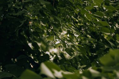 Güneş ışığında ıhlamur ağacında canlı yeşil yapraklar. Yakından çekilen yemyeşil yeşillik, sakin bir açık hava sahnesi yaratıyor güneş ışığı dalları aydınlatıyor.