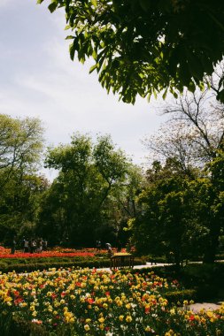 Bahar bahçesinde çiçekler. Renkli çiçekler, parktaki canlı bir çiçek bahçesi. Güzel çiçekler ve yemyeşil bir güneş ışığı manzarası sunuyor..