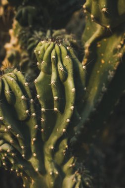 Keskin dikenli yeşil bir kaktüsün detaylı görüntüsü çöl doğası teması için mükemmel. Yakından bakıldığında keskin dikenleri ve doğal desenleri vurgulanmış dokulu yeşil bir kaktüs görülüyor..
