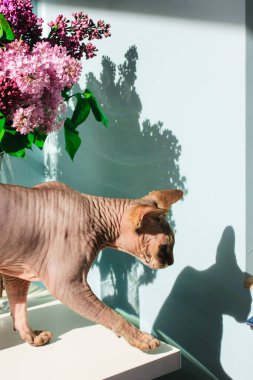Bir Sphynx kedisi leylak çiçeklerinin yanında yürüyor, siluetleri duvarda dans ediyor. Bir Sfenks kedisi mavi bir duvarın önünde yürüyor, bir vazo dolusu bahar çiçeği..