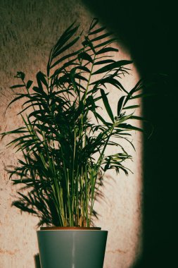 Bir Areca palmiyesi kapalı bir yerde, şık bir tencerede, yumuşak, doğal ışıklandırmayla geliştirilmiş. Kumaşlı bir duvarın önünde saksıda duran bir Areca palmiyesi. Doğal ışık.