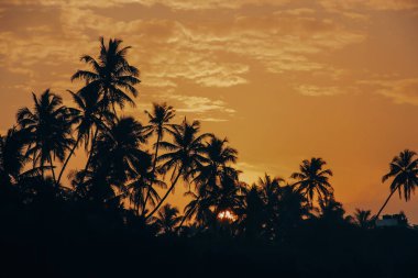 Siluetli palmiye ağaçları canlı, turuncu bir günbatımını çerçeveler, gökyüzünde sıcak bir parıltı bırakır, ve tropik bir cennet sahnesi yaratır. Egzotik doğa manzarası.