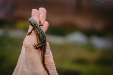 Küçük bir kertenkele insan elinin üzerinde nazikçe durur, açık havada bulanık mavi bir arka planla yakalanır. Detaylar yaratığın dokulu cildini vurguluyor..