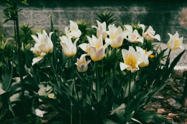 Güzel beyaz laleler zarif bir şekilde çiçek açar. Baharın zarafetinin bir sembolü. Bahçe yatağında açan soluk sarı lalelerin yaprakları açılır. Arka plan yeşilliği ve taş duvarı gösteriyor..