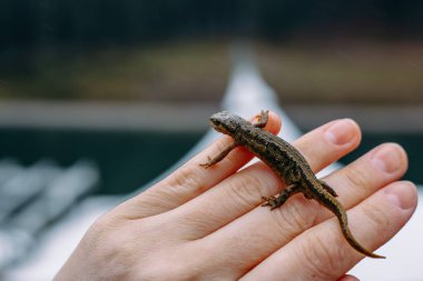 Küçük bir kertenkele insan elinin üzerinde nazikçe durur, açık havada bulanık mavi bir arka planla yakalanır. Detaylar yaratığın dokulu cildini vurguluyor..