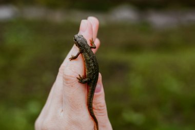 Küçük bir kertenkele insan elinin üzerinde nazikçe durur, açık havada bulanık mavi bir arka planla yakalanır. Detaylar yaratığın dokulu cildini vurguluyor..