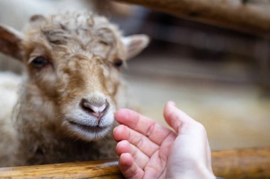 Koyun kafasını okşayan bir el arasındaki etkileşim. Nazik bir el, genç bir kahverengi kıvırcık koyunu okşar. Tapılası hayvan sevgiden hoşlanıyor gibi görünüyor..