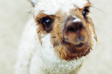 Bir alpaka 'nın etkileyici yüzü, merak dolu. Bir alpaka portresi, anlamlı gözlerini ve dokulu ıslak kürkünü gösteriyor.