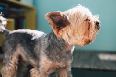 Meraklı bir Yorkshire teriyeri mavi arka planda eşsiz saç kesimini ve özenli duruşunu sergiliyor. Köpeğin yüzü ve kulakları öne çıkıyor..