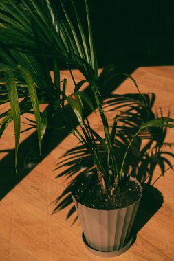 Bereketli bir Areka palmiye ağacı süsleme kabı, ahşap zemindeki sıcak güneş ışığının tadını çıkaran canlı yeşil yapraklarla dolu yemyeşil bir bitki gölgeler bırakan.