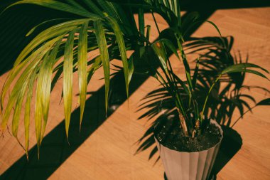 Bereketli bir Areka palmiye ağacı süsleme kabı, ahşap zemindeki sıcak güneş ışığının tadını çıkaran canlı yeşil yapraklarla dolu yemyeşil bir bitki gölgeler bırakan.