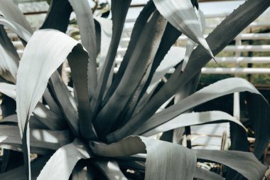 Keskin kenarları ve dokulu mavi yaprakları olan agave bitkisi. Işık ve gölge oyunu doğal güzelliği arttırır. Güneş ışığında desenli yapraklar.