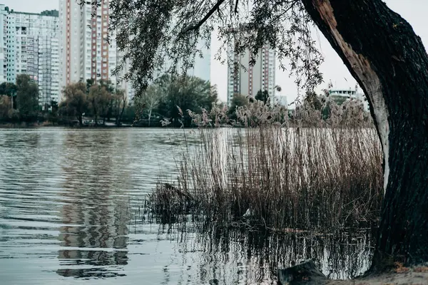 Bulutlu bir gökyüzünün altında sakin bir göl manzarası arka planda şehir binaları ve yakınlarda bir ağaç. Yumuşak, dalgalı gölü olan sakin bir su manzarası..