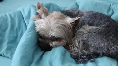 Tatlı bir Yorkshire Teriyeri, rahat bir şekilde dinlenen yumuşak mavi bir battaniyenin üzerinde huzurlu bir uyku çeker. Huzurlu bir Yorkshire Terrier köpeği, yumuşak, mavi bir battaniyeye kıvrılmış, huzurlu bir anı yakalıyor..